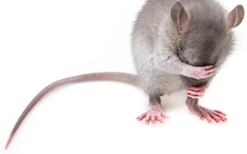 Mouse Control in Albuquerque, NM in Albuquerque