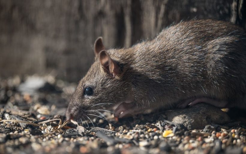 Pack Rat Control in Albuquerque, NM in Albuquerque
